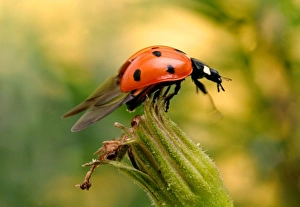 Images Dated 24th July 2004: 7-Spot Ladybird - on flower