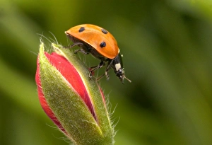 7-Spot LADYBIRD - on flower 7-Spot LADYBIRD - on flower