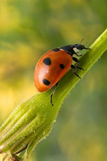 Images Dated 24th July 2004: 7-Spot Ladybird - On flower
