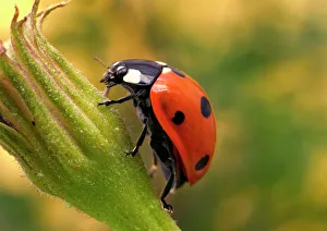 Images Dated 24th July 2004: 7-Spot Ladybird - On flower