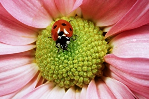 <b class=qtipBold><figcaption>7-SPOT LADYBIRD - on flower</figcaption></b><br>SPH-686 7-SPOT LADYBIRD - on flower UK Cocinella 7-punctata Steve Hopkin Please note that prints are for personal display purposes only and may not be reproduced in any way.<br><em>© Ardea 2007 - All Rights Reserved</em> 7-SPOT LADYBIRD - on flower