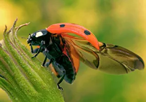 Images Dated 24th July 2004: 7-Spot Ladybird - On flower with open wings