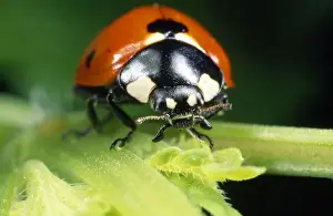 Beetles Prints: 7-spot Ladybird - head in close-up - UK also know as Coccinella septempunctata