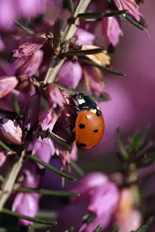 Heathers Prints: 7-Spot Ladybird - on heather blossom, Lower Saxony, Germany