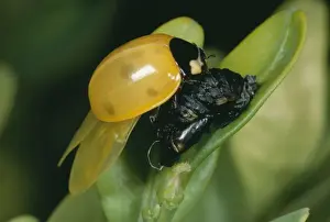 Chrysalis Prints: 7 Spot Ladybird JLMO 1437 Emerging from pupa Coccinella septempunctata © John Mason / ARDEA LONDON