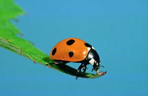 Butterflies & Insects Collection: 7-Spot Ladybird On leaf Norfolk UK