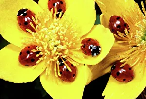 Images Dated 30th September 2008: 7-SPOT LADYBIRD - on Marsh Marigolds