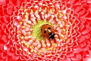 Patterns Collection: 7-SPOT LADYBIRD - On Pink Flower