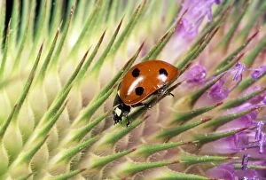 7-spot Ladybird - on seed head of Teasel