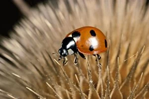 Teasel Collection: 7 Spot Ladybird - on seed head of teasel. UK