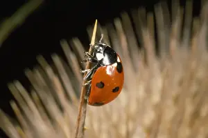 7-spot Ladybird - on seed head of Teasel - UK also know as Coccinella septempunctata