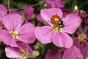 7 Spot Ladybird SPH 714 On flower of Aubretica UK Coccinella 7 punctata © Steve Hopkin / ARDEA LONDON