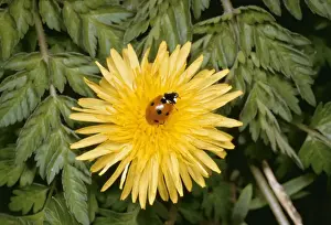 Dandelion Prints: 7 Spot Ladybird SPH 742 On Dandelion flower UK Coccinella 7 punctata © Steve Hopkin / ARDEA LONDON