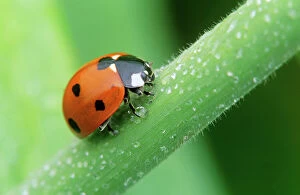 Images Dated 16th November 2005: 7-spot Ladybird - surrounded by dew-drops