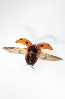 Ladybird Story Prints: 7-spot Ladybird UK