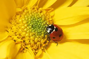 Beetles Prints: 7-spot Ladybird UK