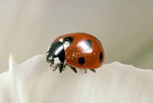 Images Dated 11th September 2012: 7-spot Ladybird - UK also know as Coccinella septempunctata