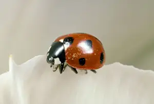 Beetles Prints: 7-spot Ladybird - UK also know as Coccinella septempunctata