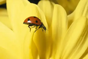 7 Spot Prints: 7-spot Ladybird - UK also known as: Coccinella septempunctata