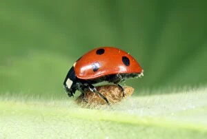 Images Dated 11th September 2012: 7-spot Ladybird - on wasp parasite pupa - UK also know as Coccinella septempunctata