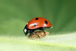 Beetles Prints: 7-spot Ladybird - on wasp parasite pupa - UK also know as Coccinella septempunctata