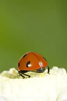 7 Spot Prints: 7-Spot Ladybird on White Flower laying eggs. Norfolk UK