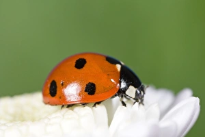 Images Dated 30th May 2007: 7 Spot Ladybird on White Flower Norfolk UK