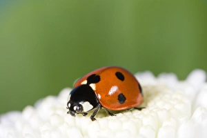 Images Dated 30th May 2007: 7-Spot Ladybird on White Flower Norfolk UK