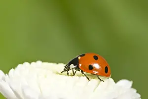 7 Spot Prints: 7-Spot Ladybird on White Flower Norfolk UK