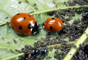 Images Dated 11th September 2012: 7-spot Ladybirds - feeding on aphids - UK also know as Coccinella septempunctata