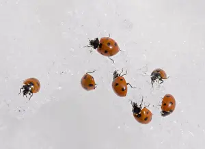 7 Spot Prints: 7-spot ladybirds gathered en masse in the snow at 2000 metres in the Middle Atlas Mountains