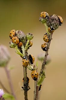 7-spot ladybirds - voraciously devouring aphids, on creeping thistle