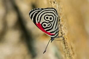 88 butterfly / Widespread 88, Cueva de los Guacharos