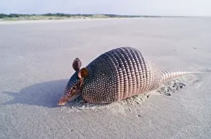 9-banded Armadillo