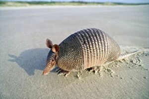 Images Dated 22nd November 2011: 9-banded Armadillo