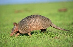 9 Banded ARMADILLO- in grass