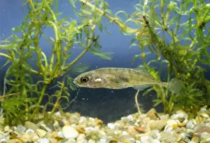 Stickleback Prints: 9-spined Stickleback