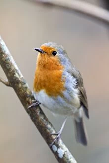 Images Dated 3rd February 2013: Robin
