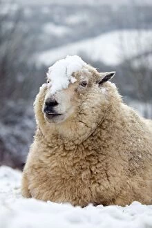 Images Dated 21st January 2013: Sheep