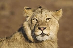 Images Dated 18th September 2010: Lion