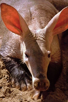 Images Dated 3rd July 2007: Aardvark- African termite and ant eater. Savannah and steppe habitats south of the Sahara