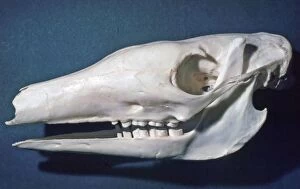 Aardvark - skull showing simple peg like cheek