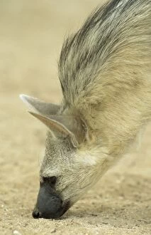 Aardwolf - checks the ground for termites (its