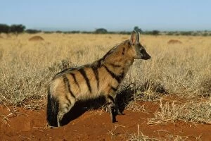 Images Dated 29th April 2004: Aardwolf Side view, South Africa