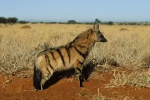 Aardwolf Side view, South Africa