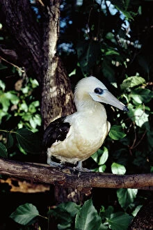 Booby Gallery: Abbotts booby now breeds only on Christmas Island, Indian Ocean (Australia)