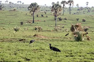 Abdim's Stork - feeding in field - Murchison Falls National Park - Uganda - Africa - On migration February