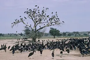 Mass Flock Prints: Abdim's Stork - large flock of gathered by water - Kalahari desert Southern Africa
