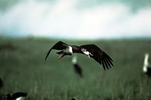 Storks Gallery: Abdim's Storks - in flight with frog prey