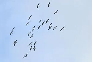 Abdims / White-bellied Storks